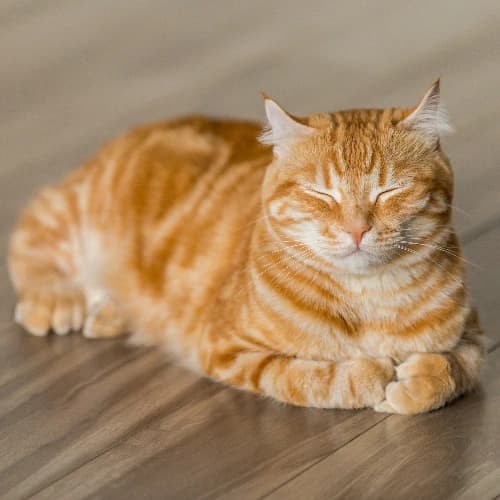 Upload your furry friend's photo
