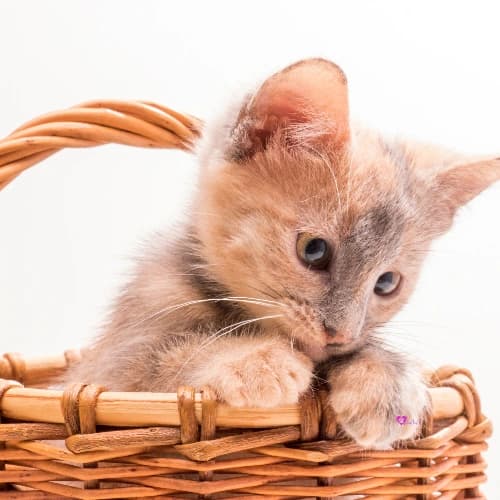 Pet 6