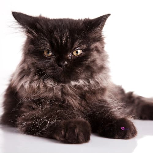 Pet 18